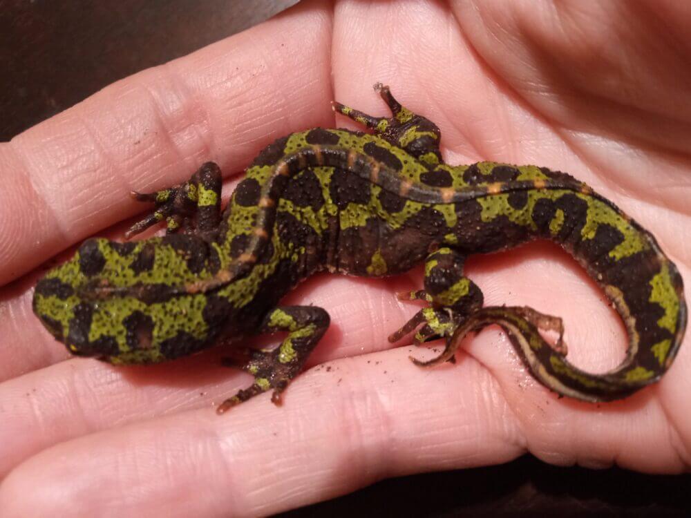 Marbled newt - found in the woodshed